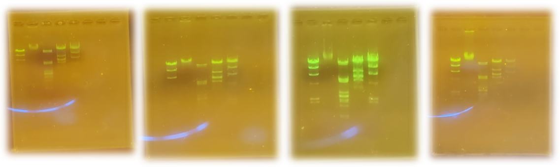 ＤＮＡ