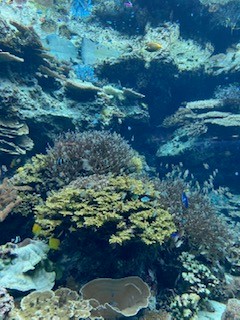美ら海