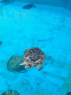 ３美ら海