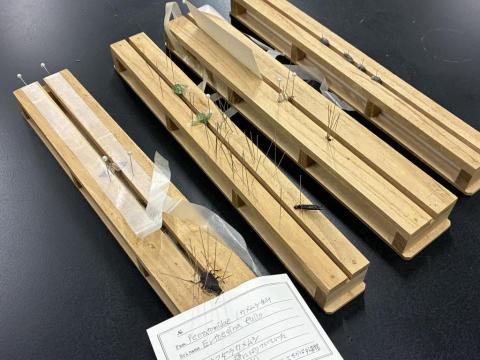 昆虫標本の製作