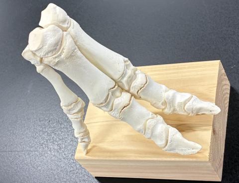 豚足骨格標本の製作