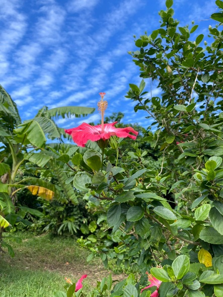 ハイビスカス