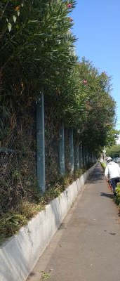 剪定後１.JPG