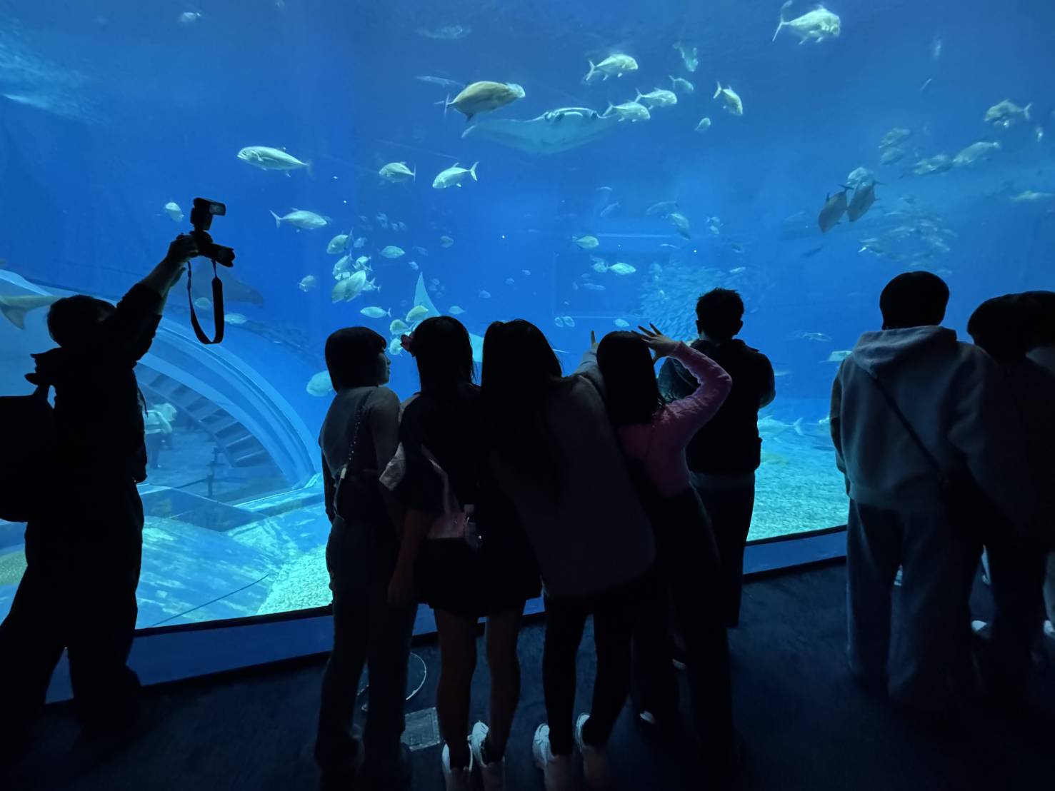 美ら海水族館１