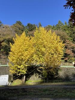 檜原村20241117-1