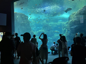 新江ノ島水族館20230715‐5