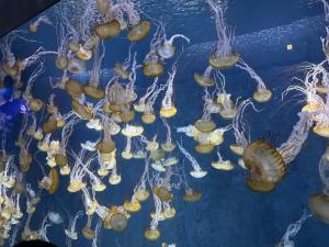 新江ノ島水族館20240601-9