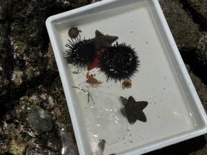 猿島0707‐9