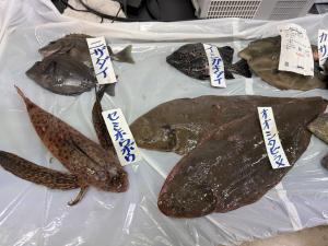 魚食文化2024-6