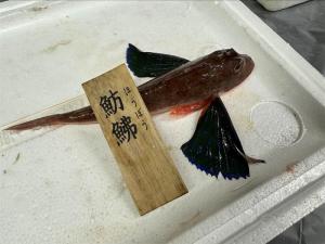 魚食20251213-1