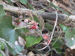 高尾の森20260118-3