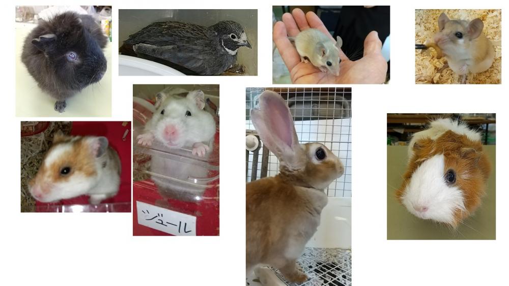 R4生物部HPニュース