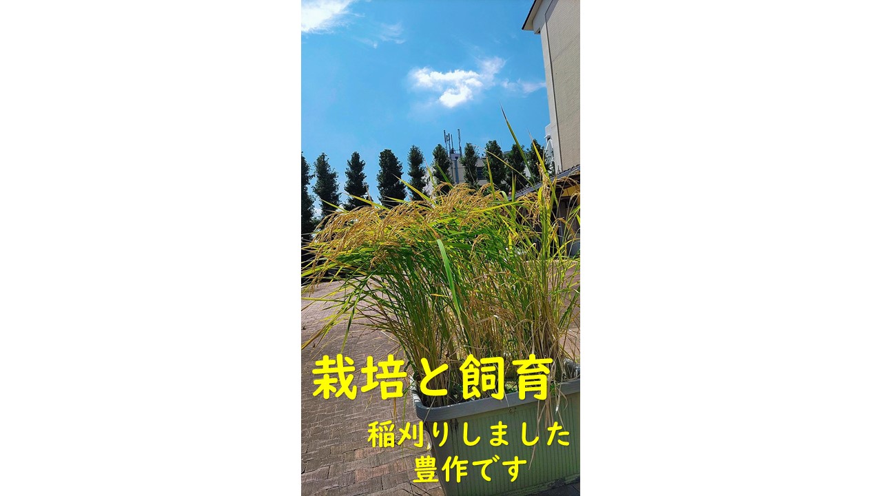いいね