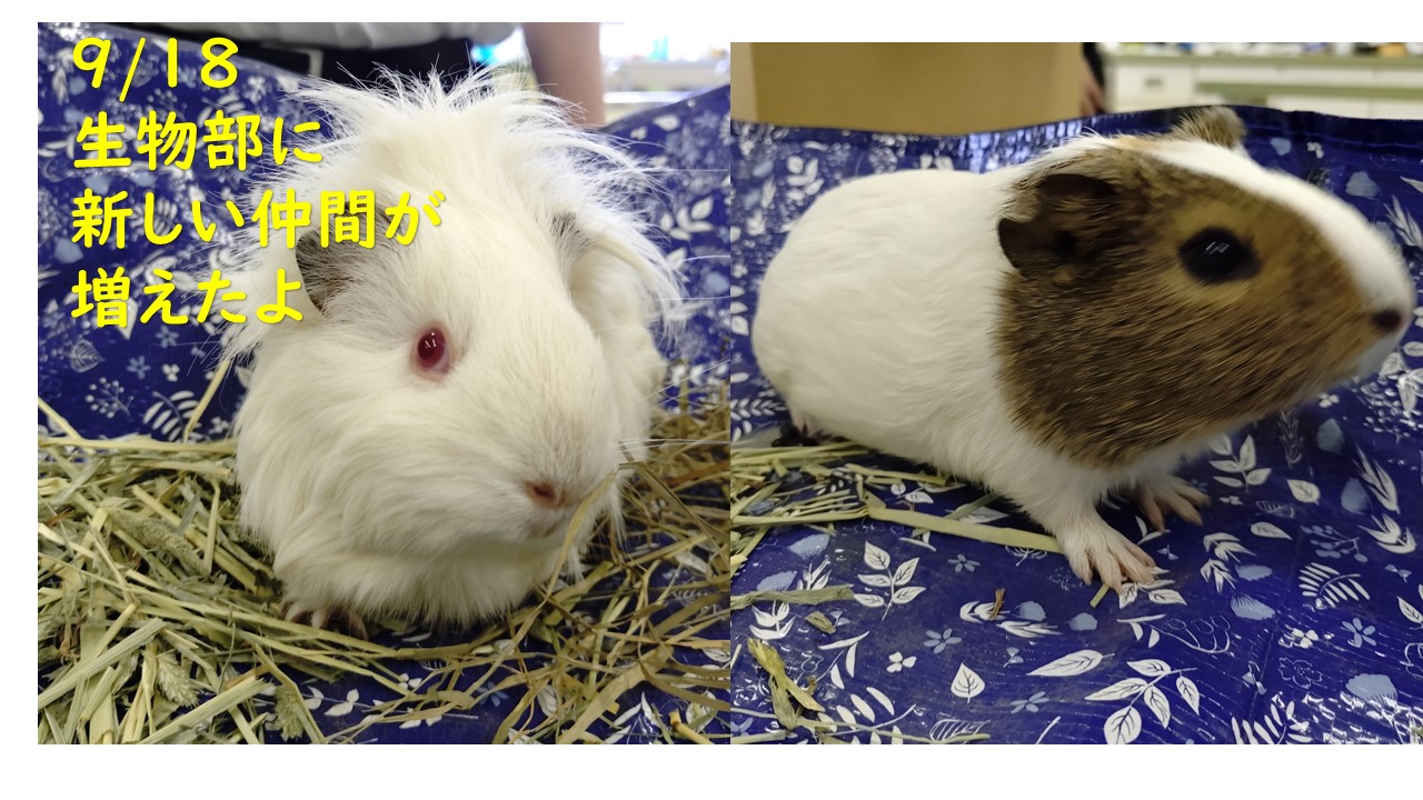 生物部モルモット２