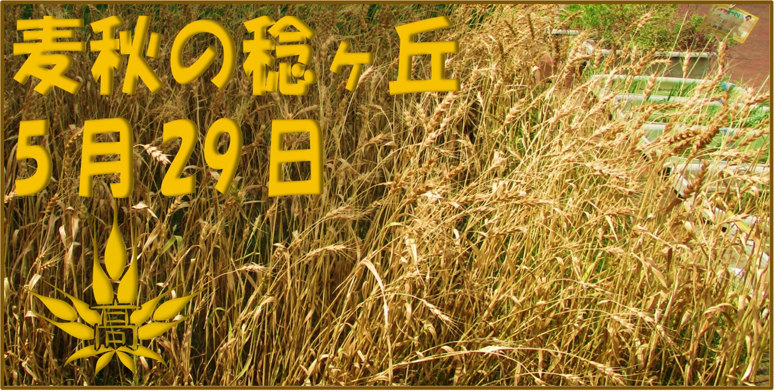 麦秋トップ画像