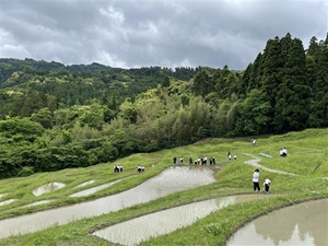 棚田2