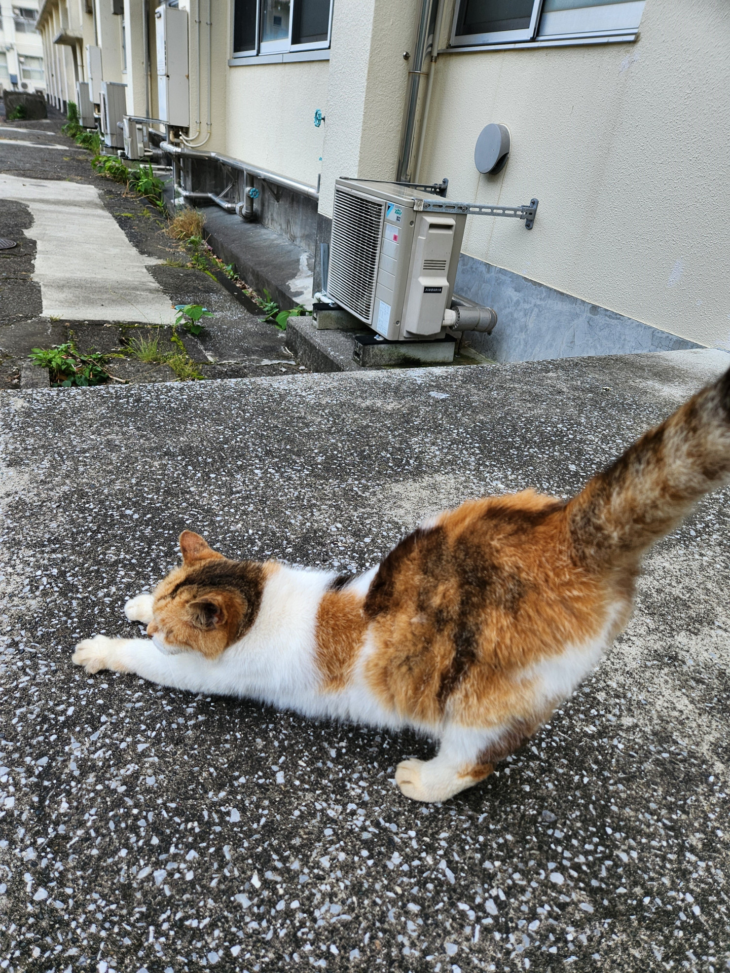 7.1ちび２