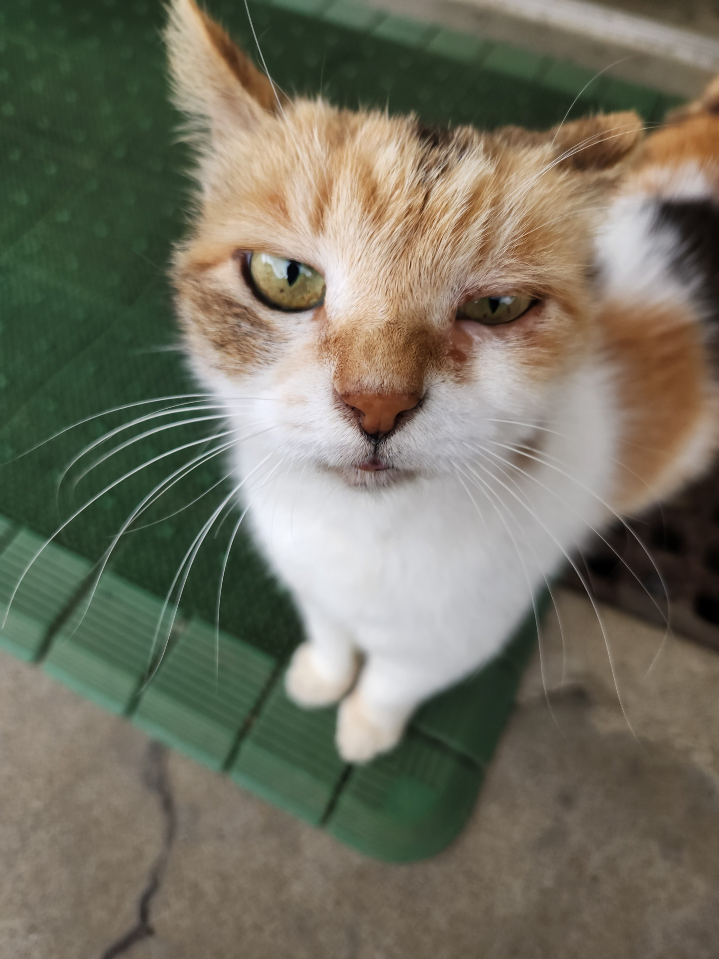 ちびのドアップ