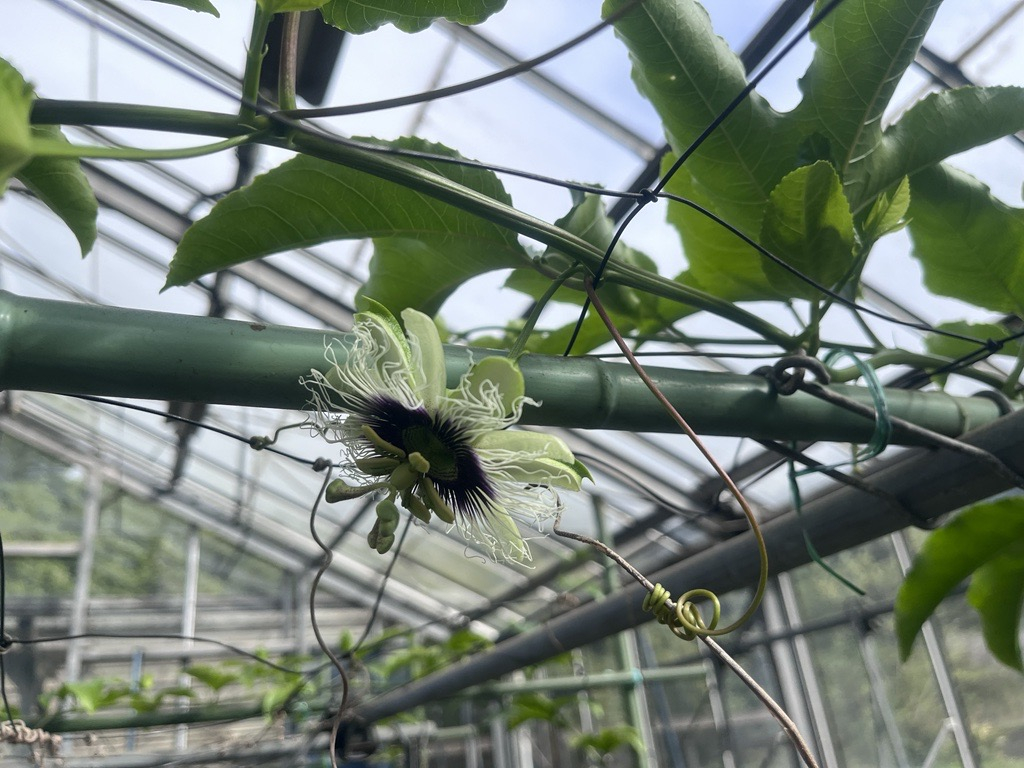 一番花