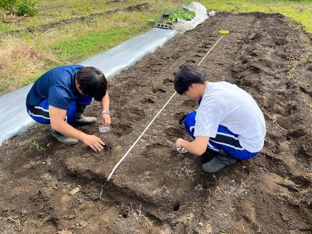 野菜の栽培