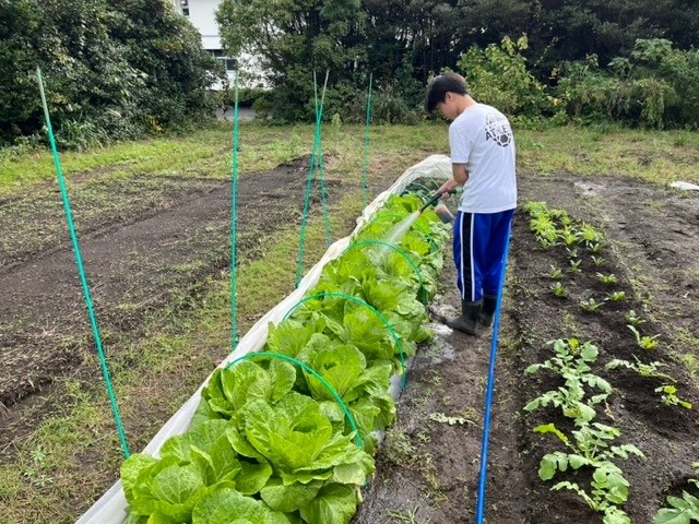 野菜の栽培2