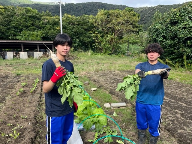 野菜収穫