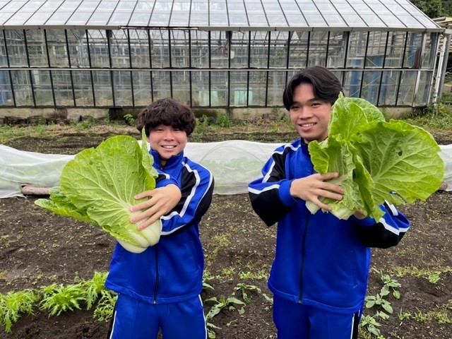 野菜収穫3