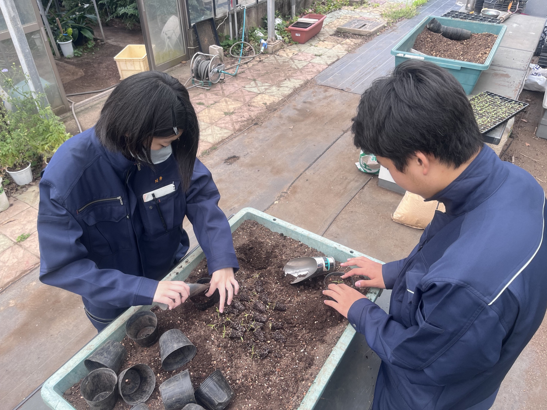 鉢上げ2