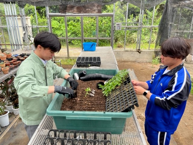 鉢上げ