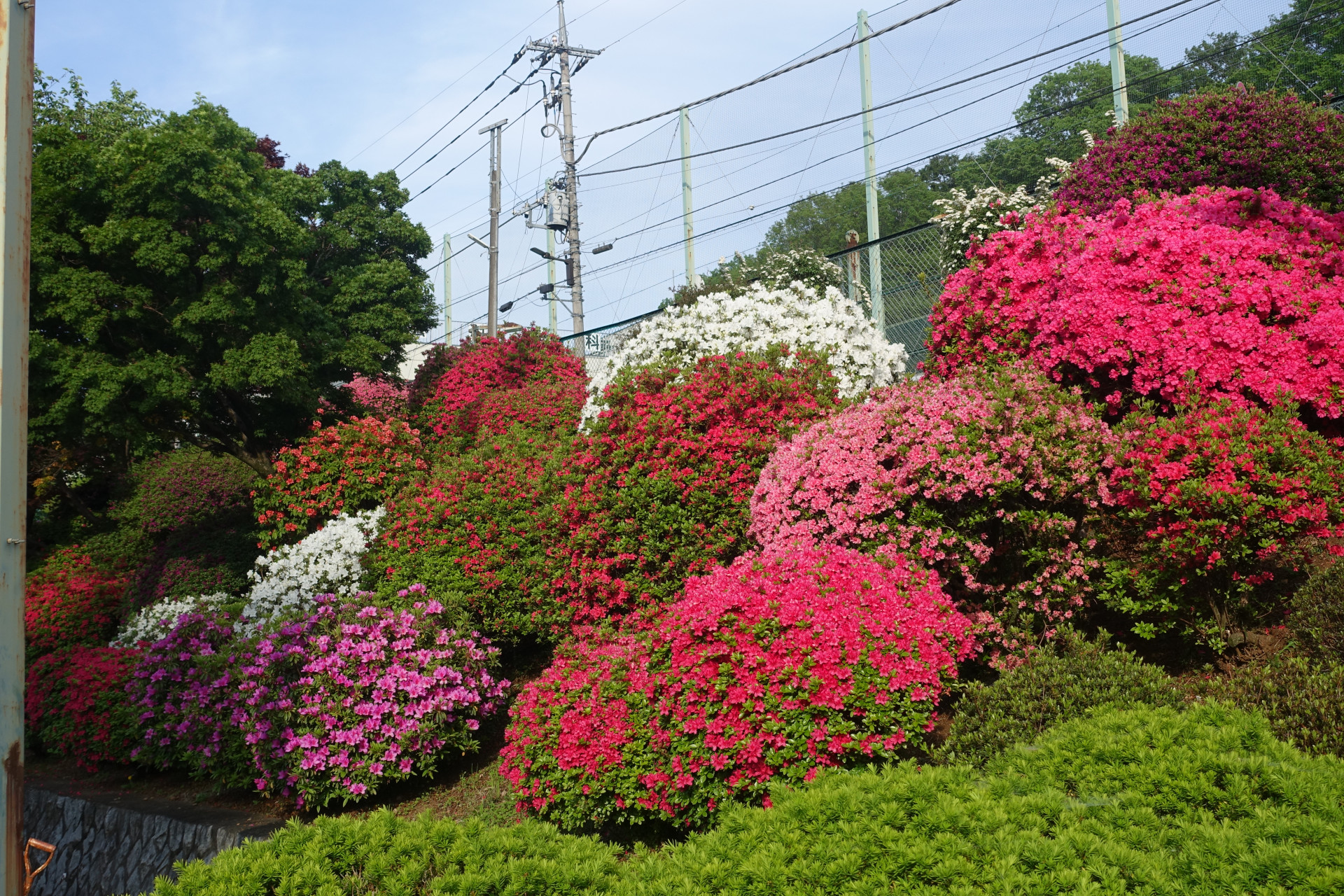 DSC01954.JPG