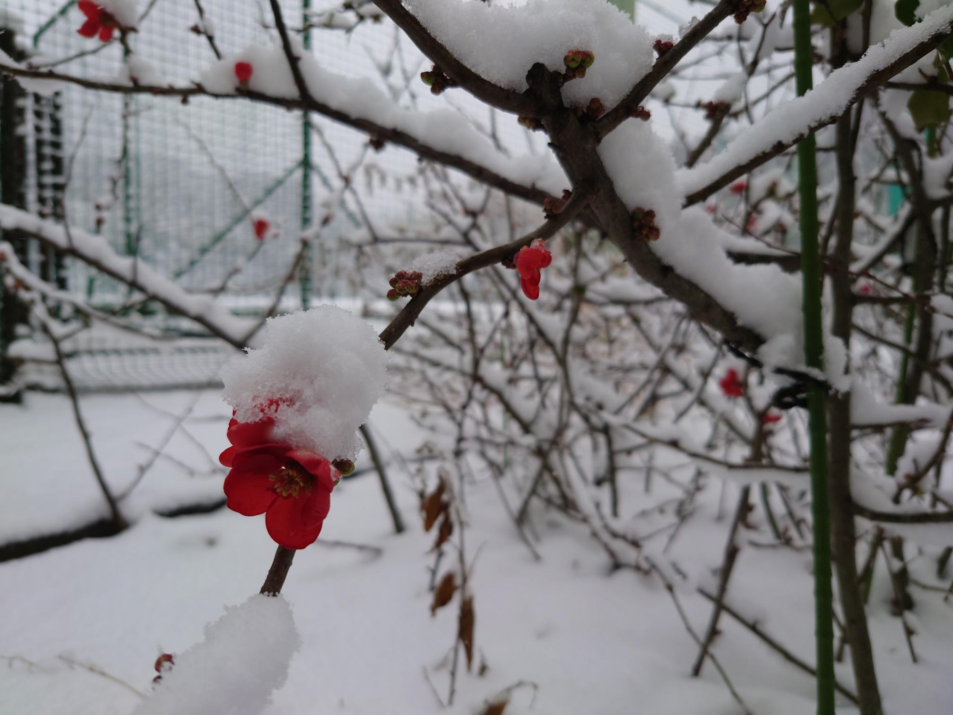 雪２