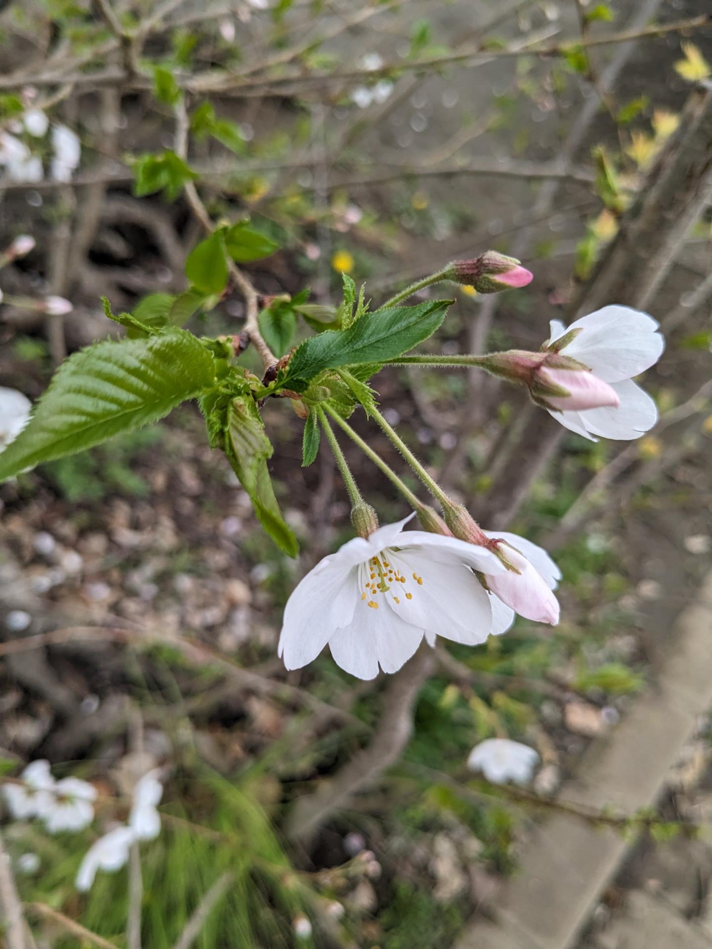 PXL_20240404_020932237
