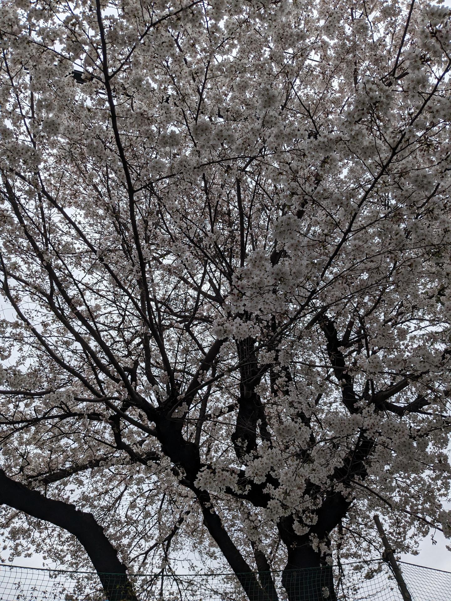 PXL_20240404_020507720