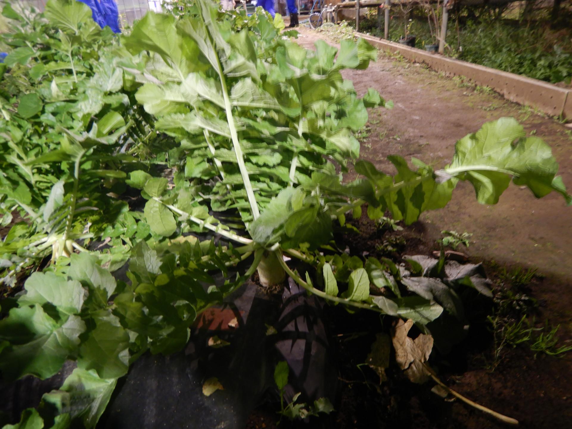DSCN4583.JPG