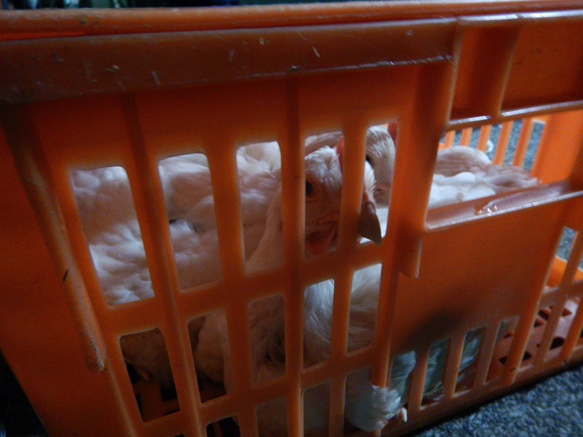 DSCN4592.JPG