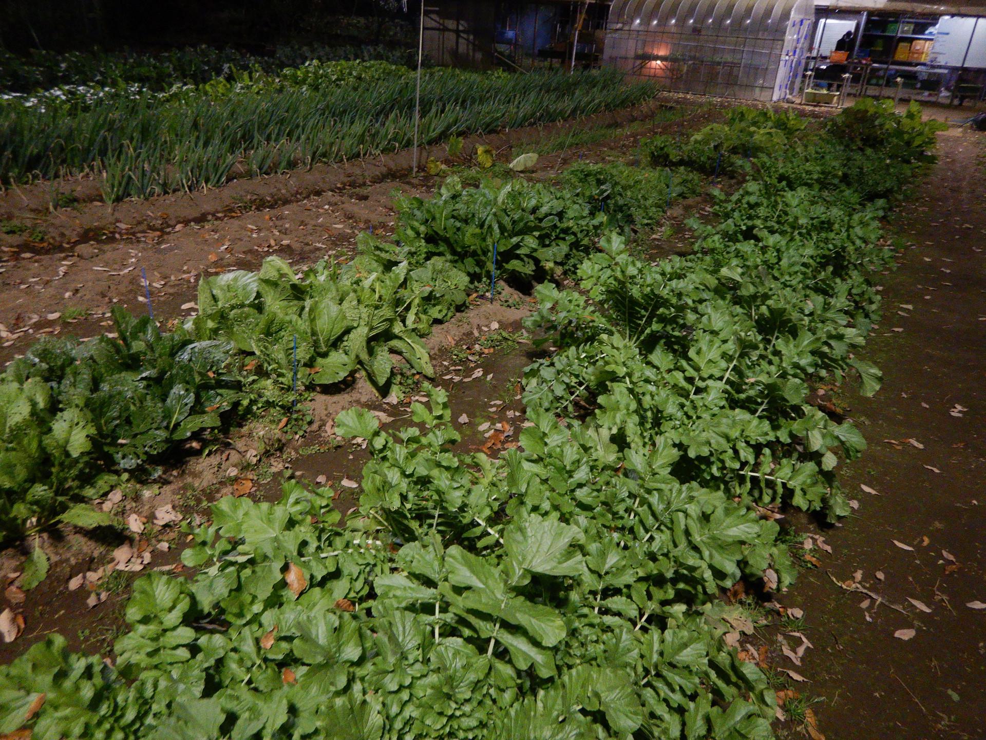 DSCN4621.JPG