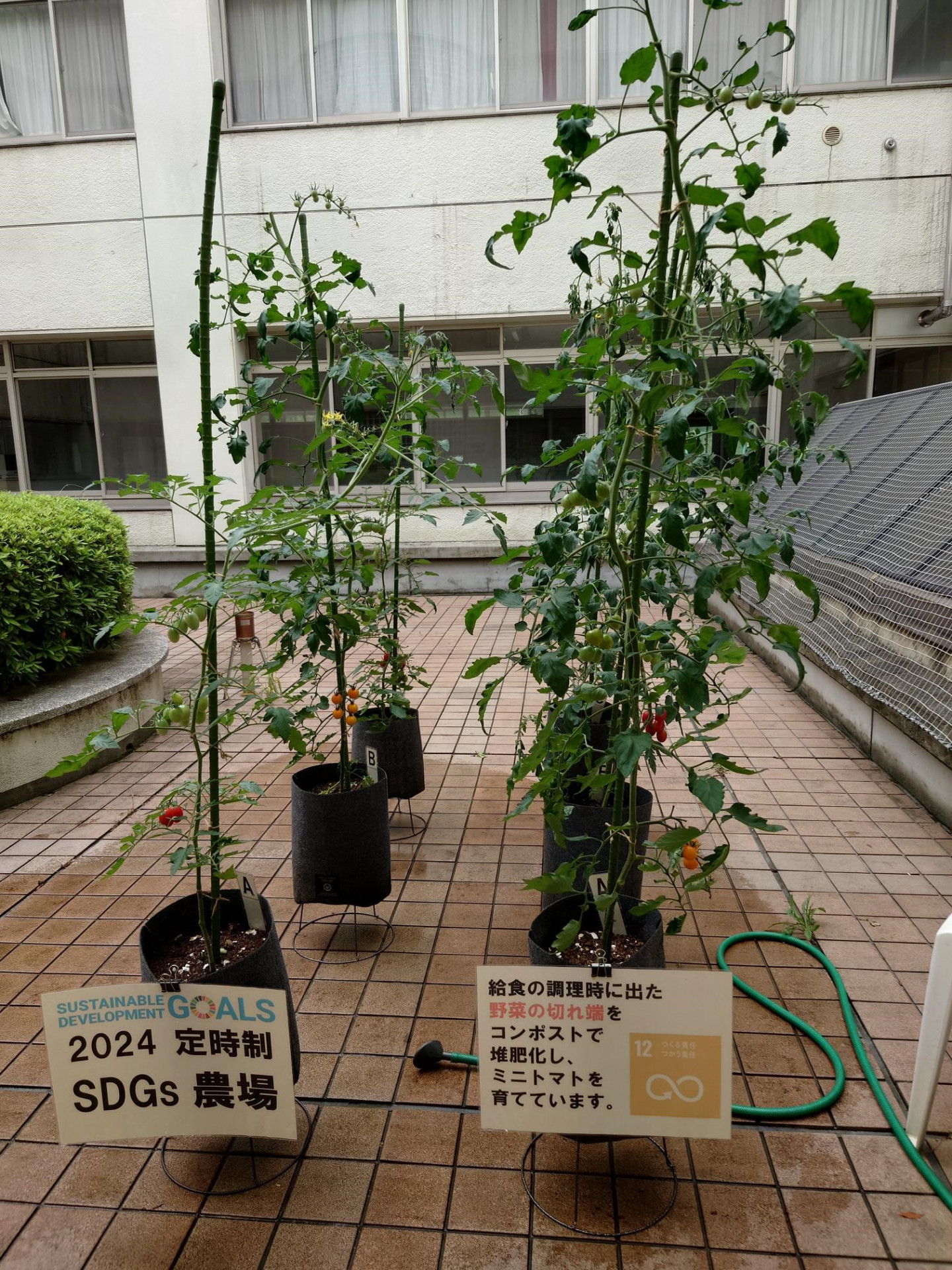 メディア