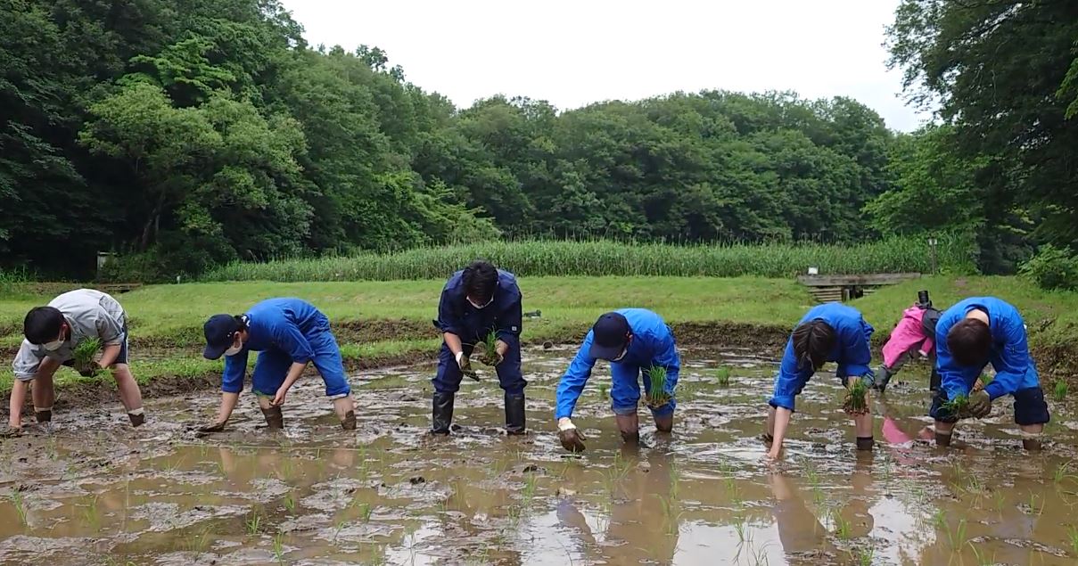 田植え（人間と社会）.JPG