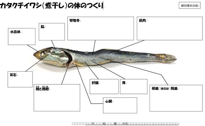 カタクチイワシの体づくり図式