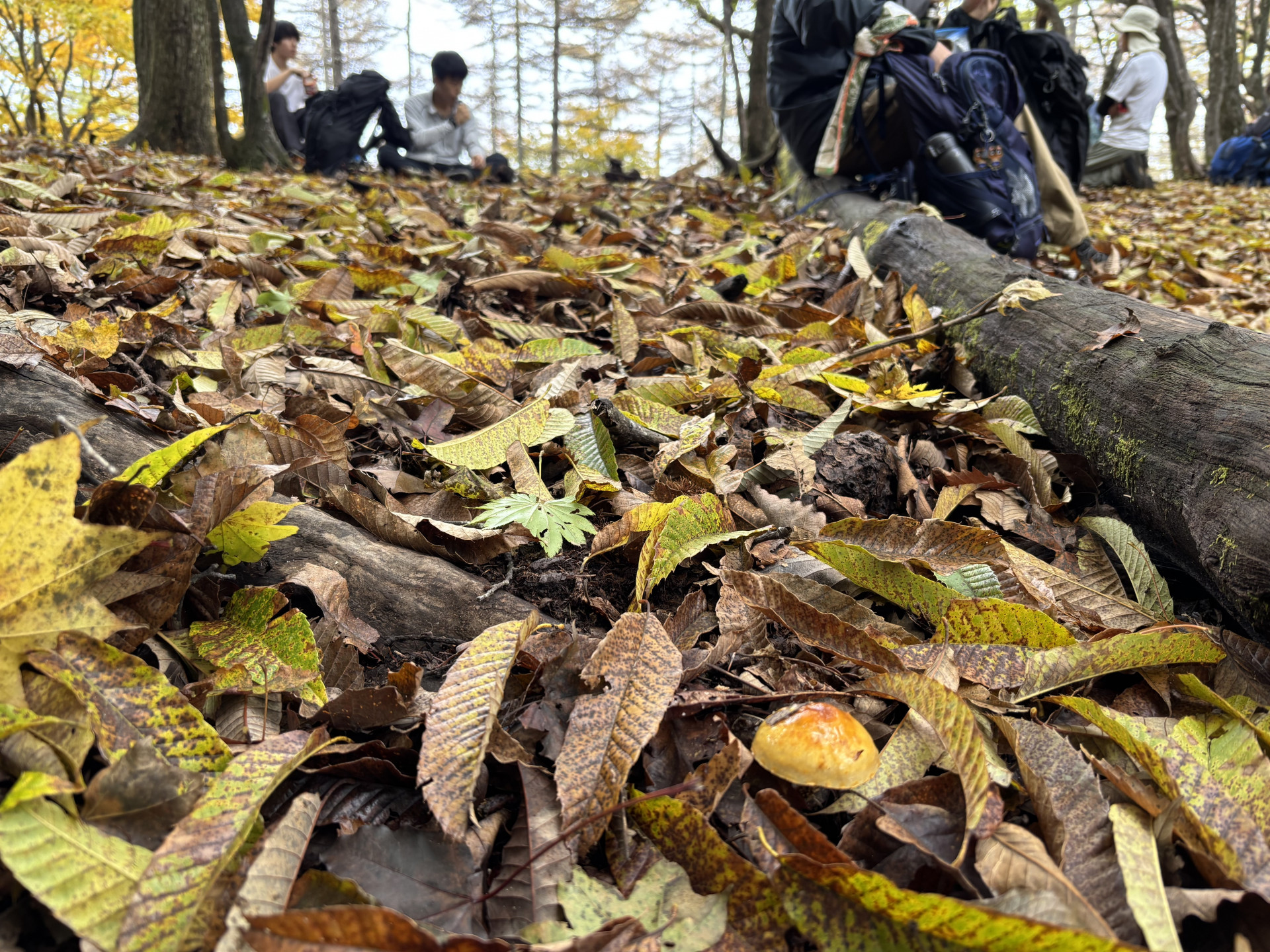 トップ画像（キノコ）