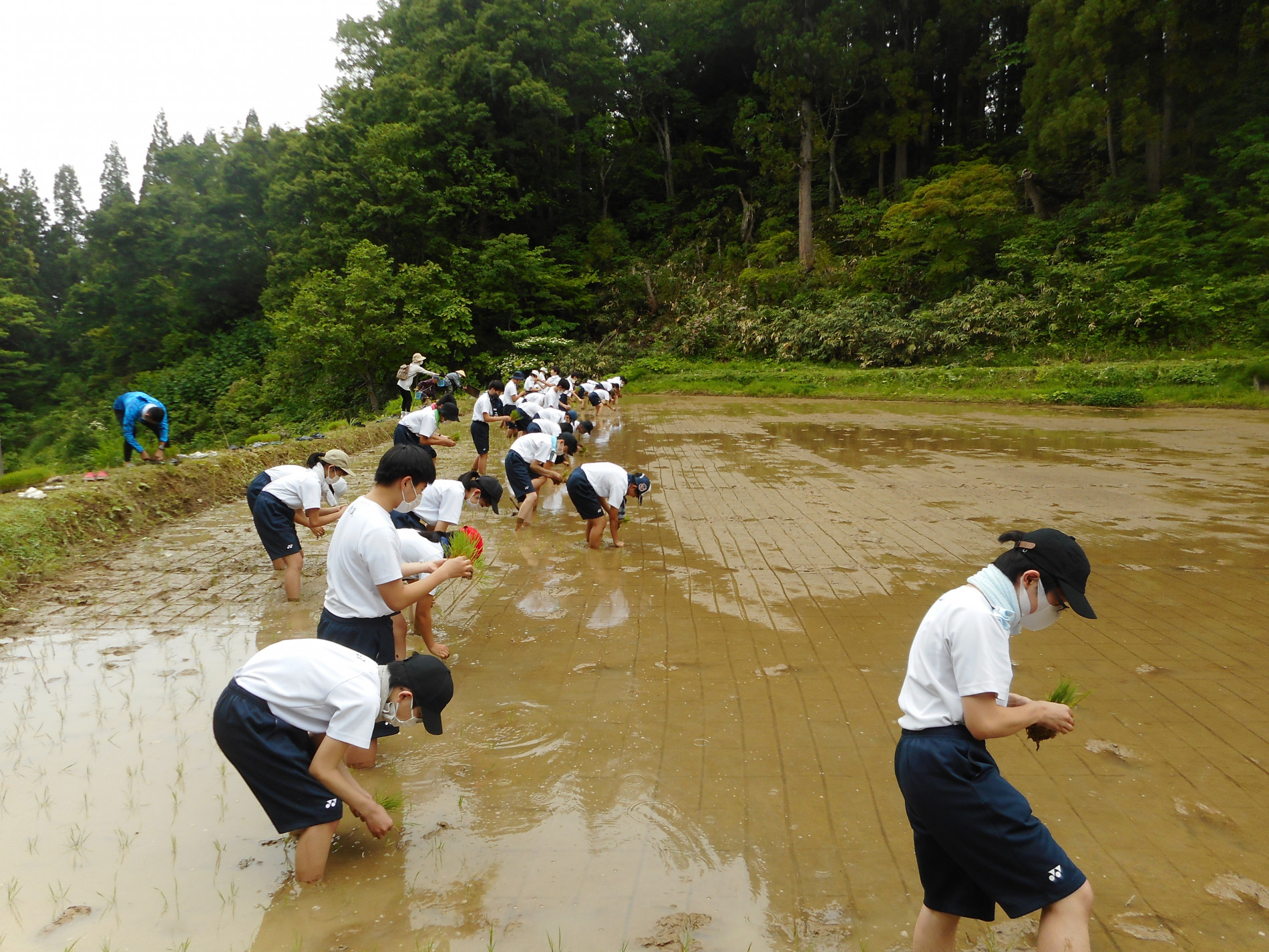 田植え.JPG