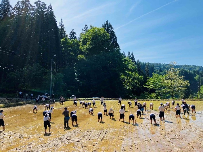 田植え体験