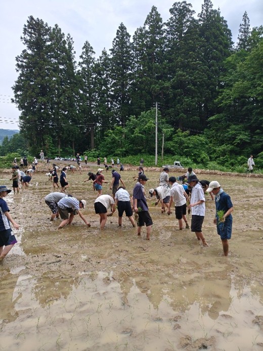 結い(田植え)
