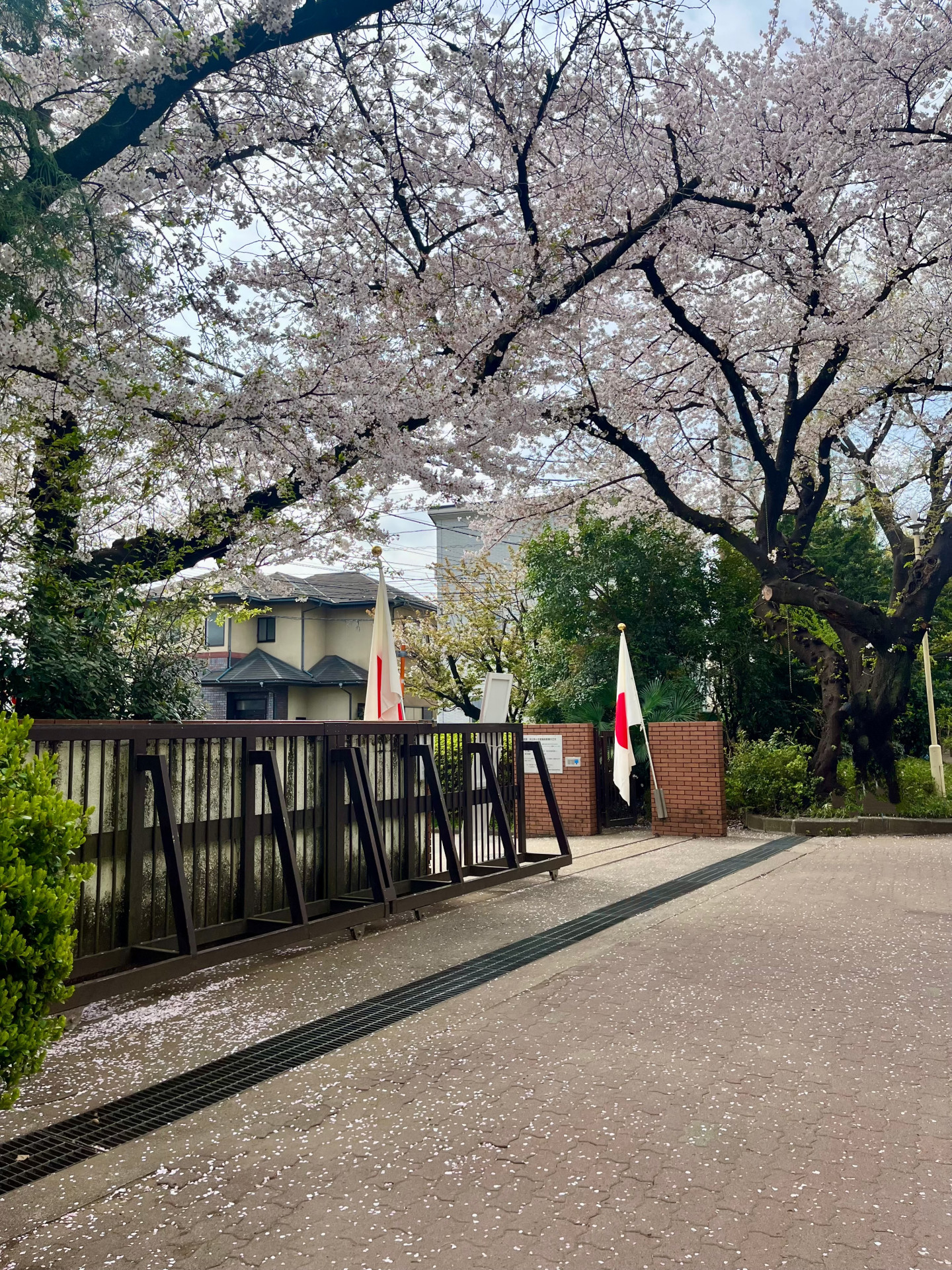桜後ろ