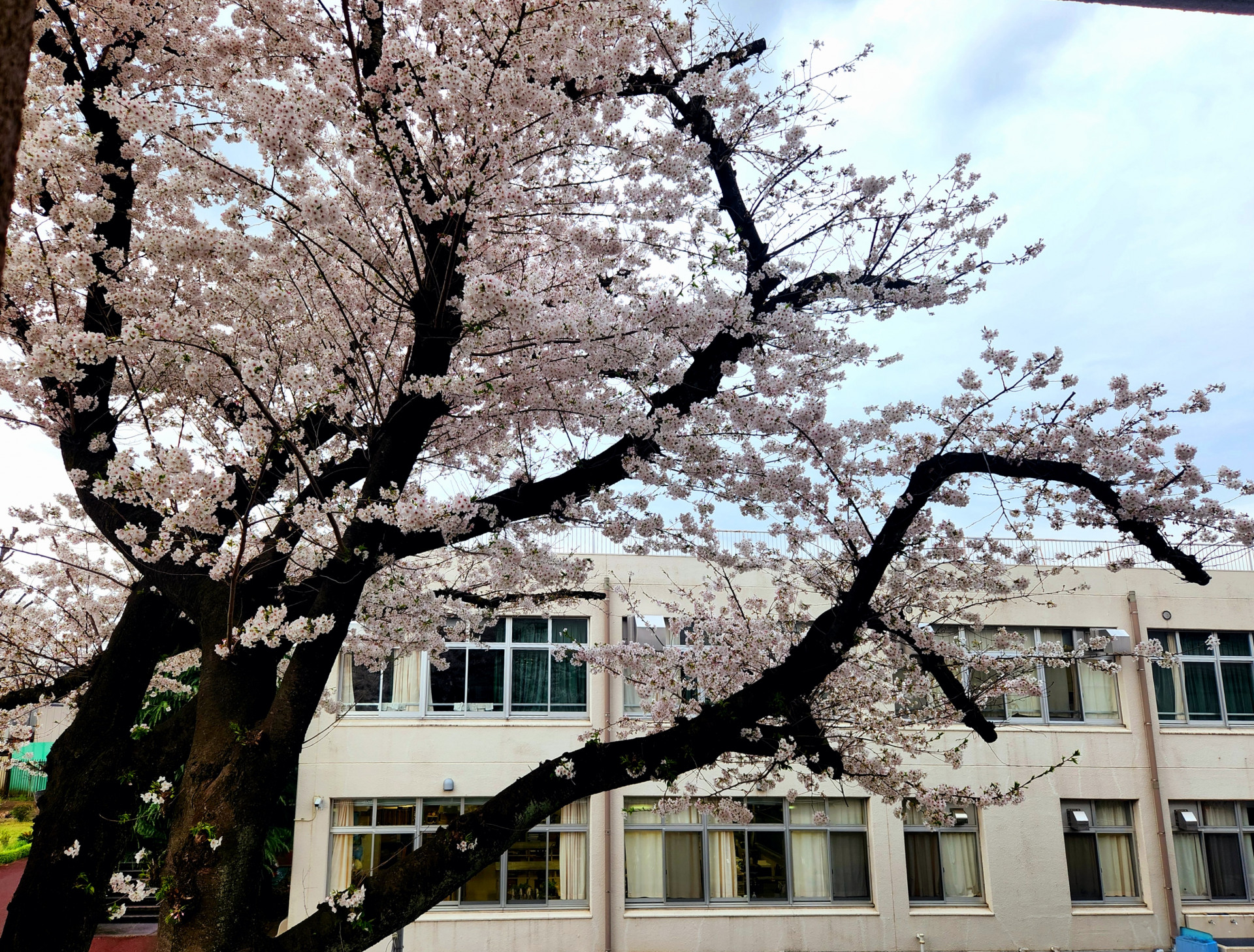 sakura