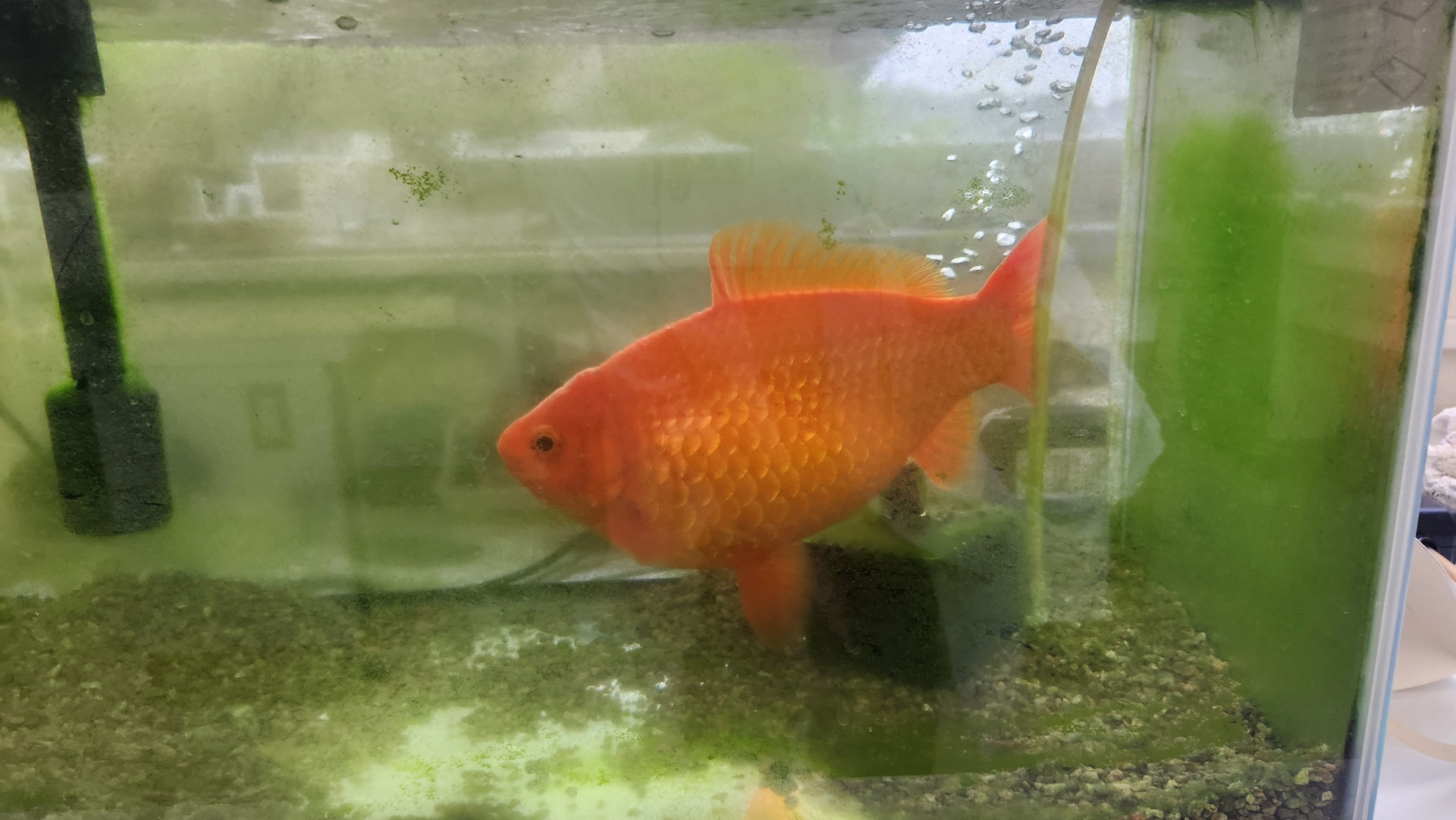 金魚