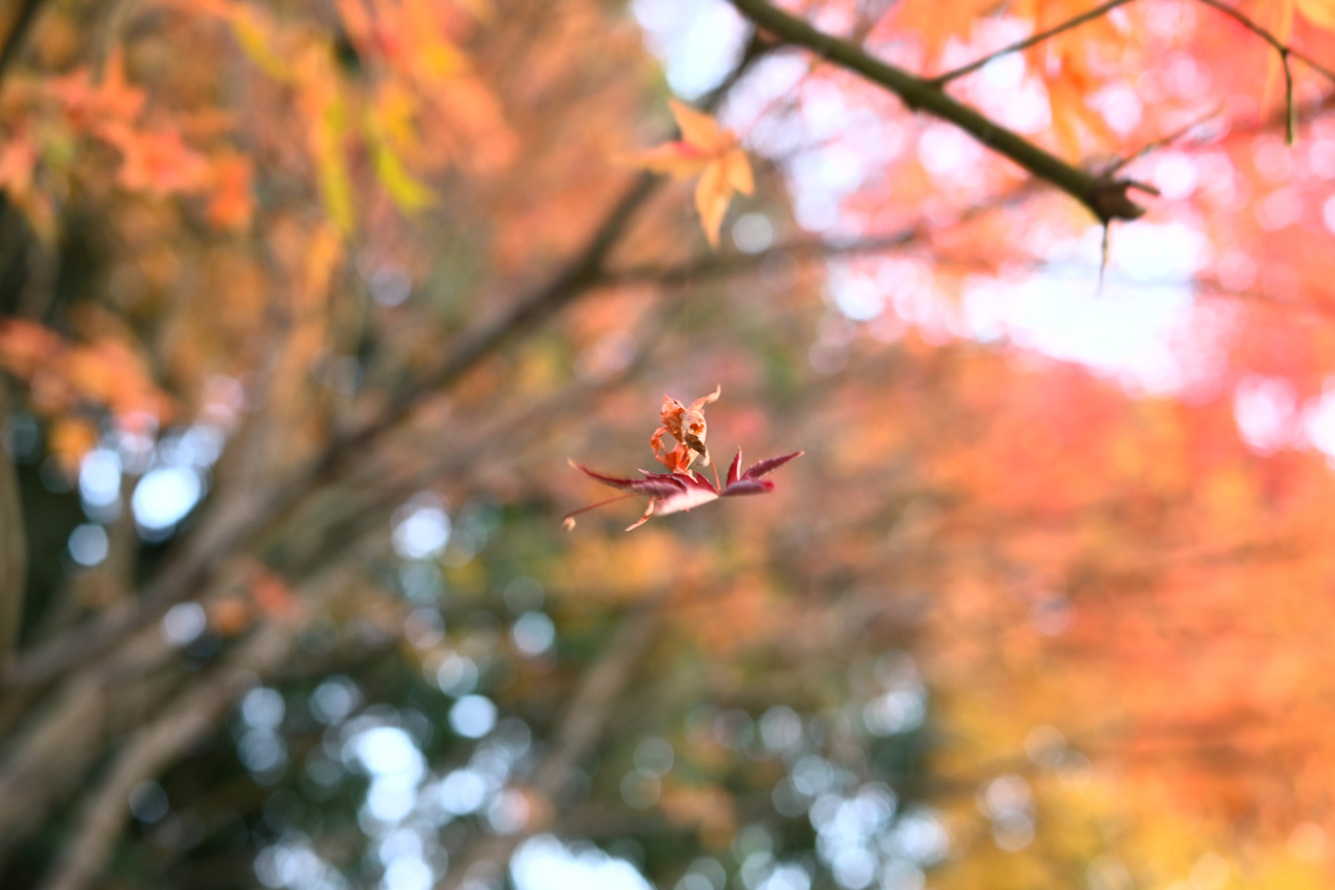 写真部２