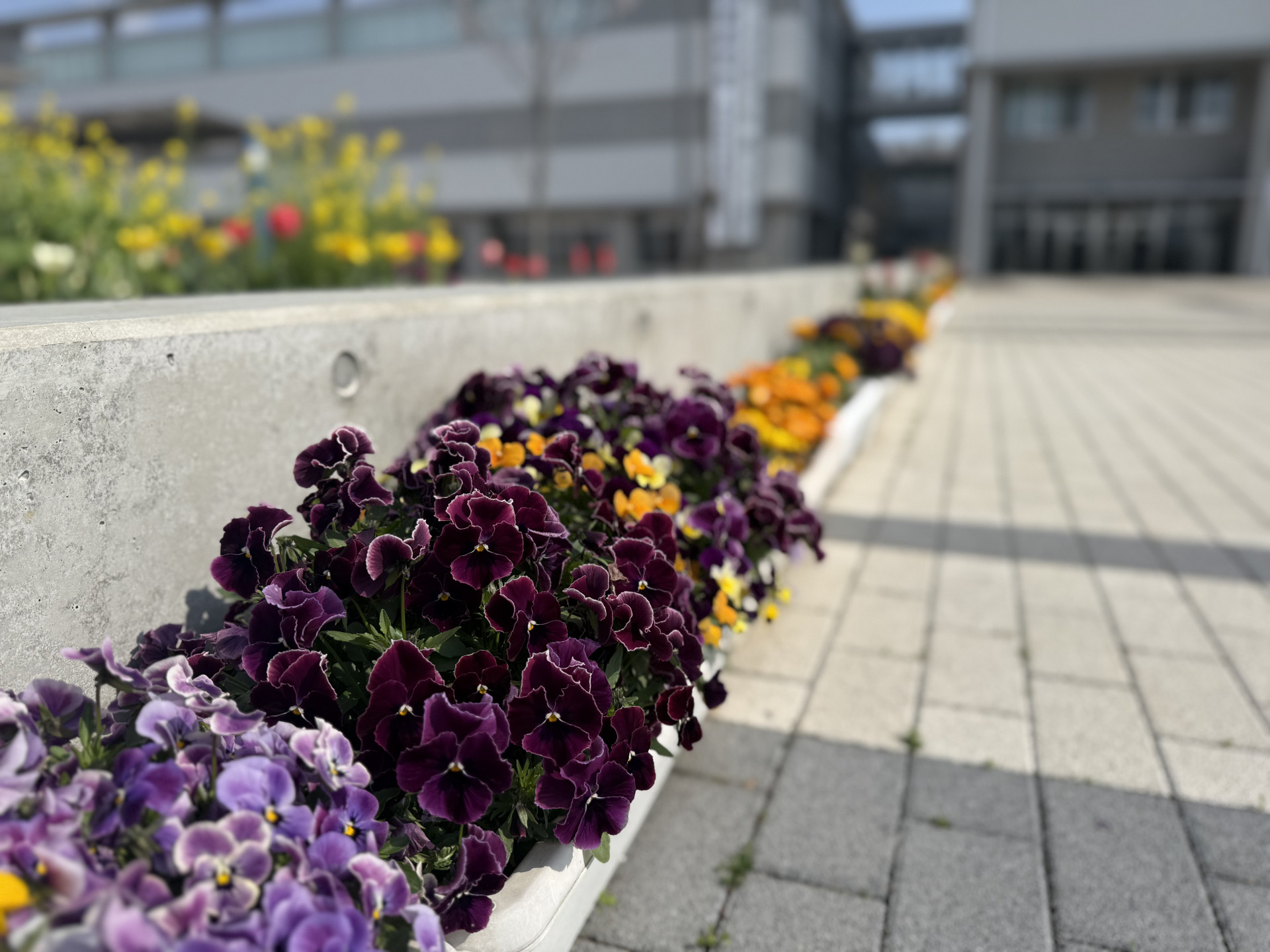 園芸部プランター