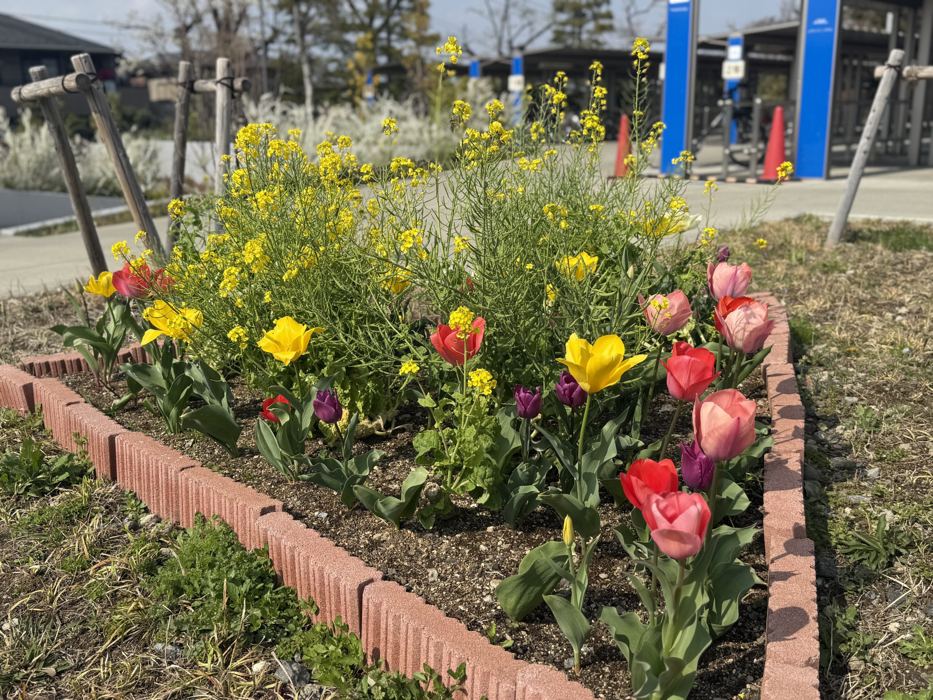 園芸部三角