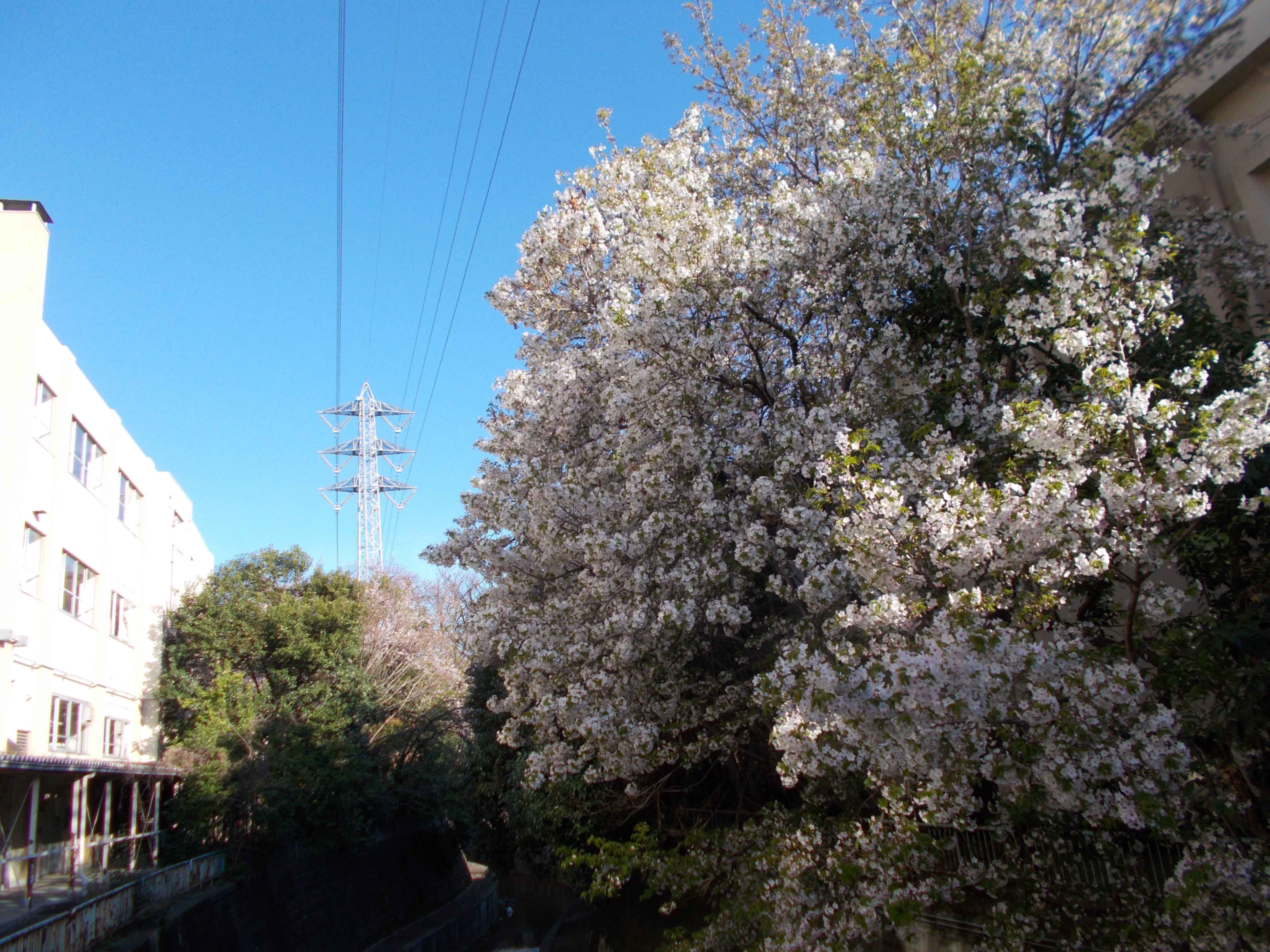 桜